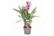 Curcuma alismatifolia siam splash 