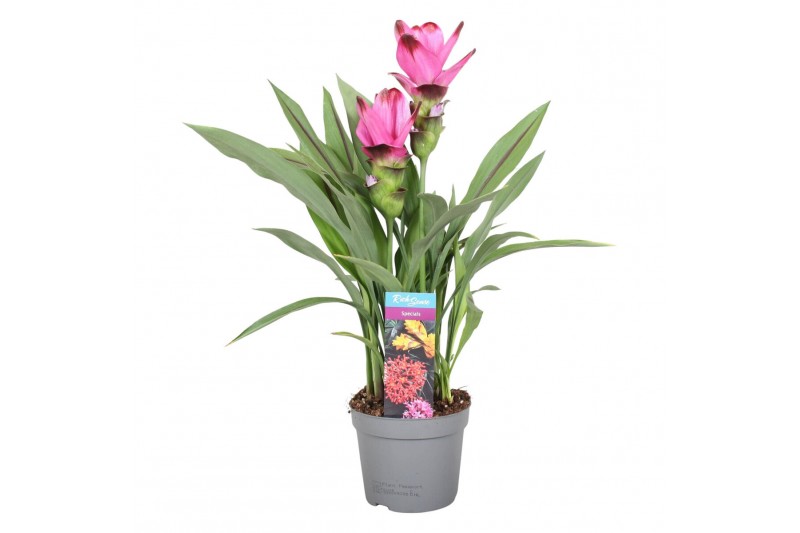 Curcuma alismatifolia siam splash 