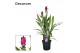 Curcuma skyline decorum 