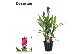 Curcuma skyline decorum