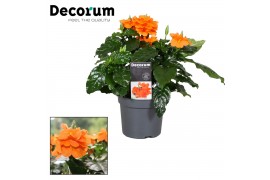 Crossandra fortuna Decorum
