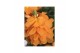 Crossandra fortuna Decorum 