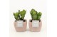 Crassula ovata in vierkant terracotta pot 