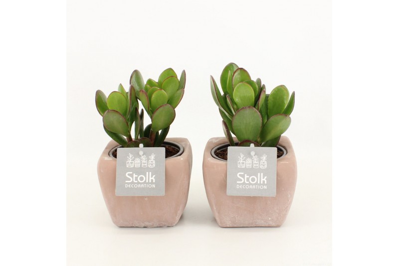 Crassula ovata in vierkant terracotta pot 