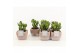 Crassula ovata in vierkant terracotta pot 