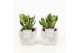 Crassula ovata in vierkant stone pot 