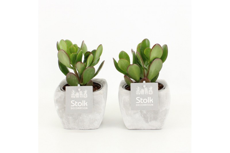 Crassula ovata in vierkant stone pot 