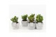 Crassula ovata in vierkant stone pot 