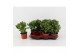 Crassula ovata 