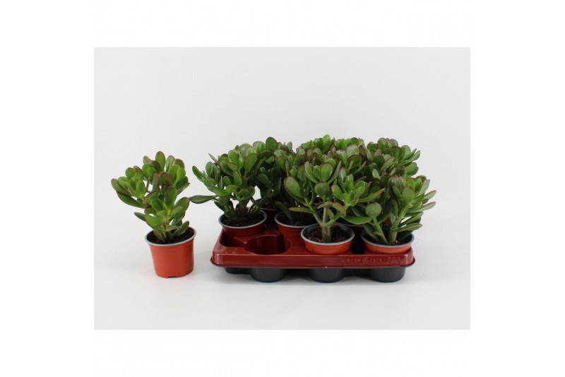 Crassula ovata 