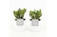 Crassula ovata in white wash pot 