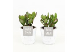Crassula ovata in white wash pot