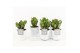 Crassula ovata in white wash pot 