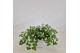 Sutera hot white bacopa cabana Sutera Bacopa Cabana Hot White Hangpot  