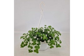 Sutera hot white bacopa cabana Sutera Bacopa Cabana Hot White Hangpot 