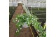 Sutera hot white bacopa cabana Sutera Bacopa Cabana Hot White Hangpot  