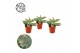 Kalanchoe beharensis 