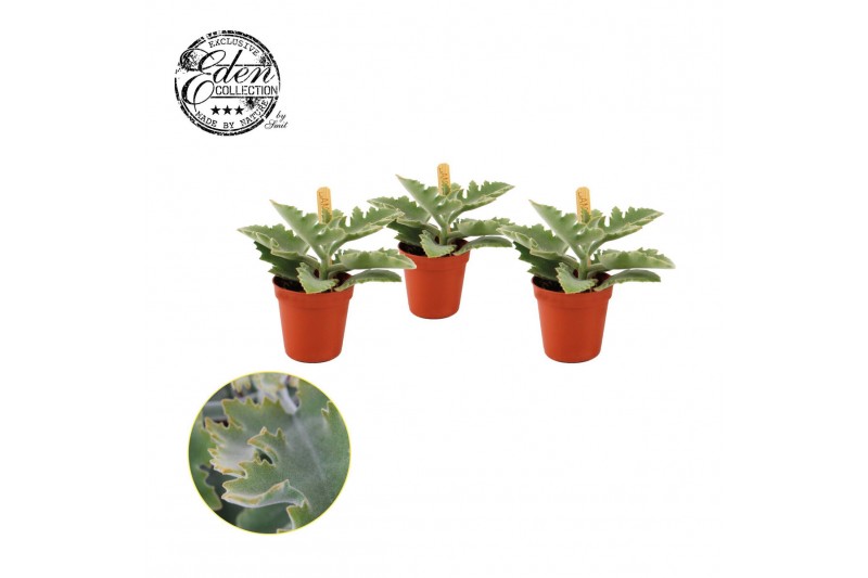Kalanchoe beharensis 