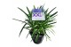 Agapanthus eydori blue . zonder bloem 