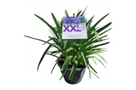 Agapanthus eydori blue . zonder bloem