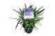 Agapanthus eydori blue 7 stek grootbloemig 