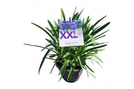 Agapanthus eydori blue 7 stek grootbloemig