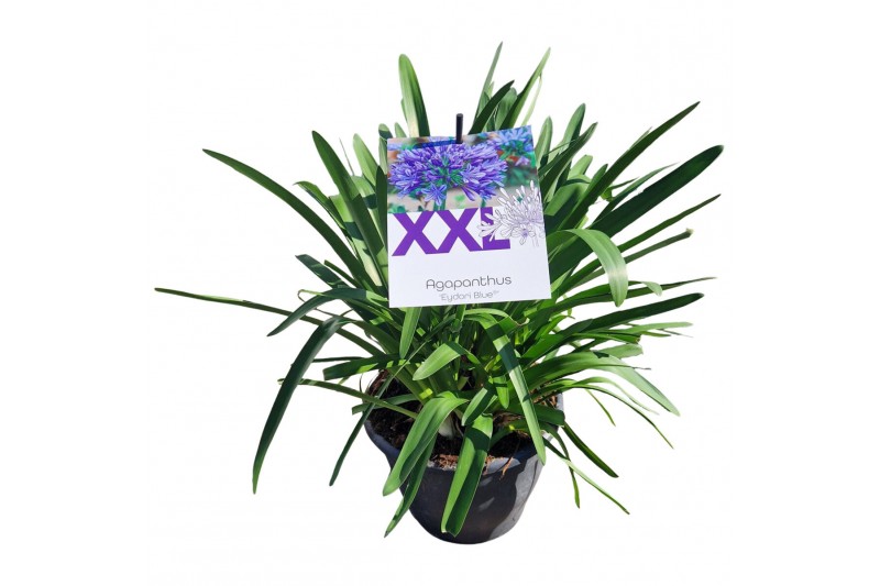 Agapanthus eydori blue 7 stek grootbloemig Agapanthus eydori blue 7 stek grootbloemig