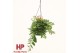 Aeschynanthus caro improved hp groen 