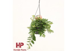 Aeschynanthus caro improved hp groen