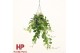 Aeschynanthus mona lisa hp groen 