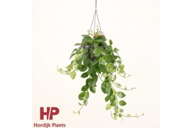 Aeschynanthus mona lisa hp groen