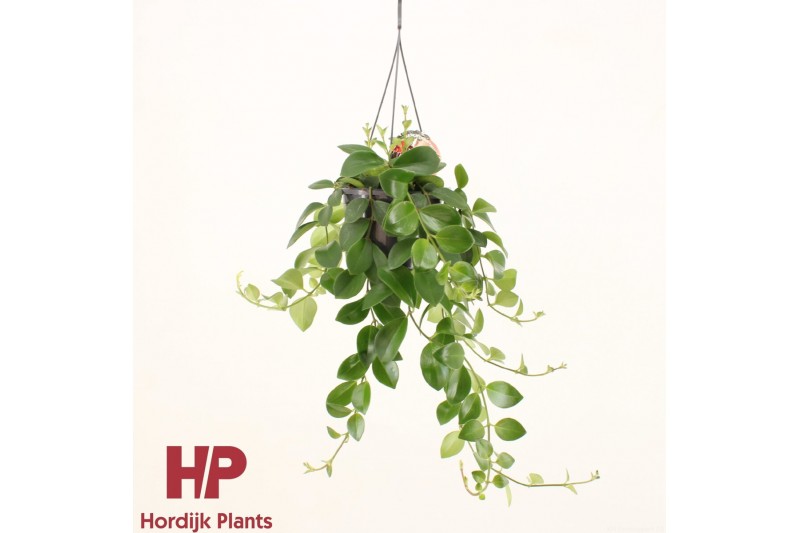 Aeschynanthus mona lisa hp groen 
