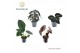 Alocasia mix 3-4 soorten 