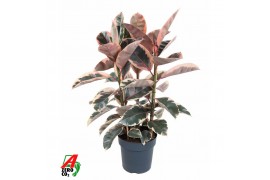 Ficus elastica beliza vertakt