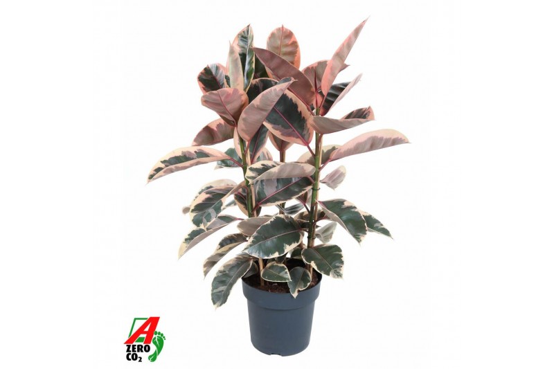Ficus elastica beliza vertakt 