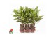 Dracaena fragrans cintho stam 