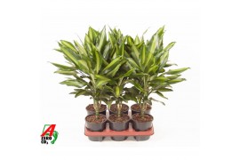Dracaena fragrans cintho stam