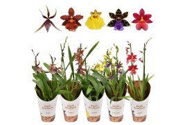 Orchidee mix 2 tak kort