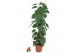 Philodendron scandens mosstok 