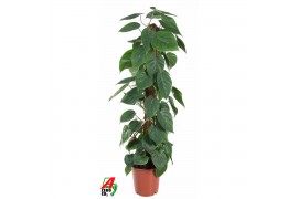 Philodendron scandens mosstok