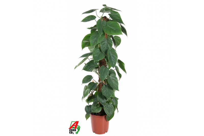 Philodendron scandens mosstok 