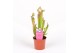 Sarracenia judith 