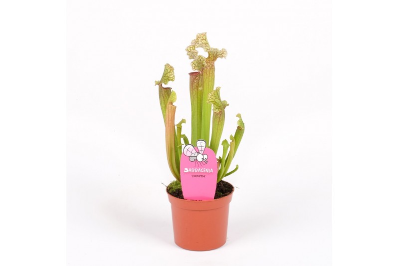 Sarracenia judith 