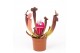 Sarracenia thomas 