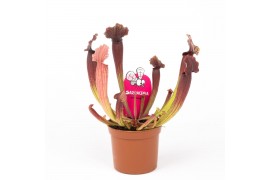 Sarracenia thomas
