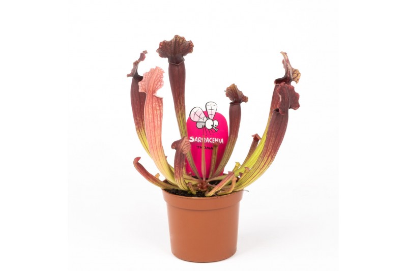 Sarracenia thomas 