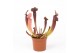 Sarracenia thomas 