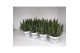 Lavandula aromatico silver Lavendel aromatico silver transparante tray 