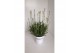 Lavandula aromatico silver Lavendel aromatico silver transparante tray 