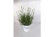 Lavandula aromatico silver Lavendel aromatico silver transparante tray 